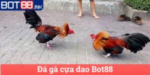 Đá gà cựa dao Bot88