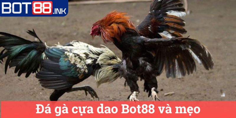 Đá gà cựa dao Bot88: Chiến thuật Chơi Hiệu Quả 3 Đá gà cựa dao Bot88 và mẹo