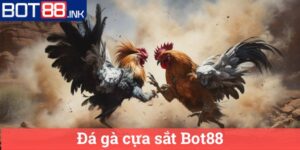 Đá gà cựa sắt Bot88