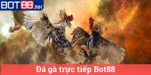 Đá gà trực tiếp Bot88