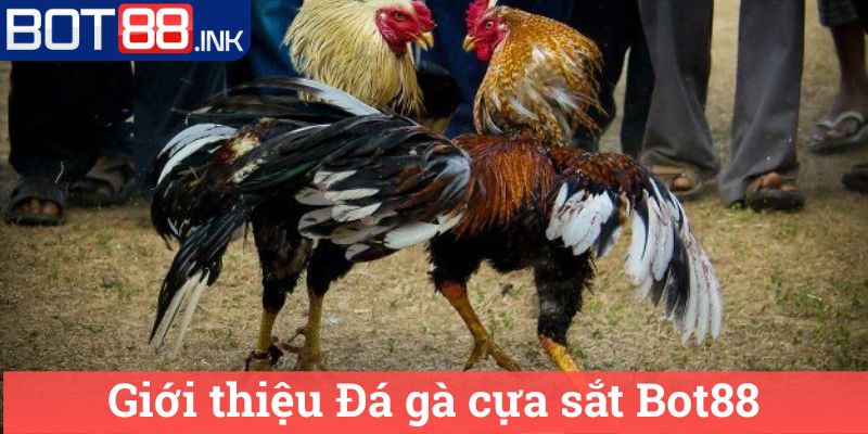 Đá gà cựa sắt Bot88 - Thế Giới Đá Gà Đỉnh Cao 1 Giới thiệu Đá gà cựa sắt Bot88