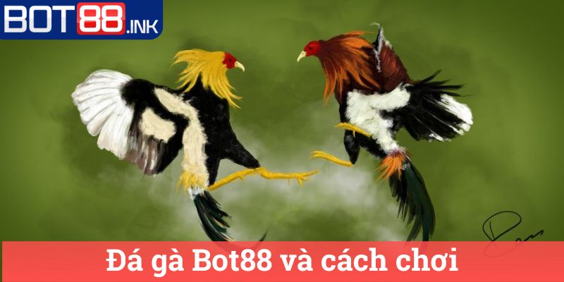 Đá gà Bot88 và điều cần biết