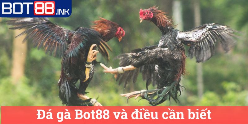 Đá gà Bot88 và điều cần biết